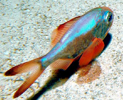 Hoplostethus mediterraneus_1112.jpg